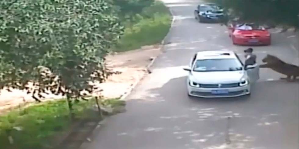 Muere una mujer al ser atacada por un tigre en un Safari ...